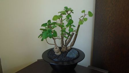 Plectranthus ernstii