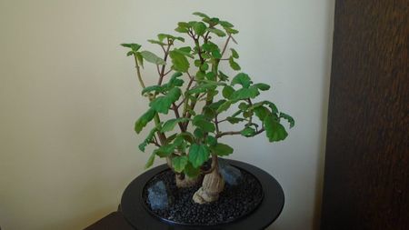 Plectranthus ernstii