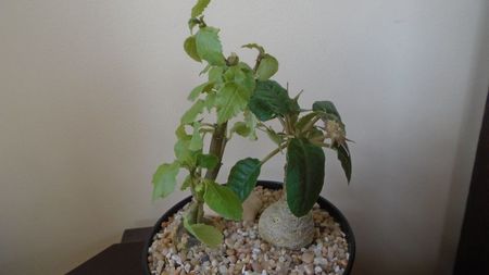 Dorstenia foetida & Dorstenia zanzibarica