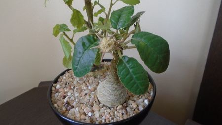 Dorstenia foetida & Dorstenia zanzibarica