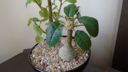 Dorstenia foetida