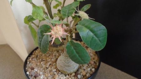 Dorstenia foetida