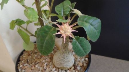 Dorstenia foetida