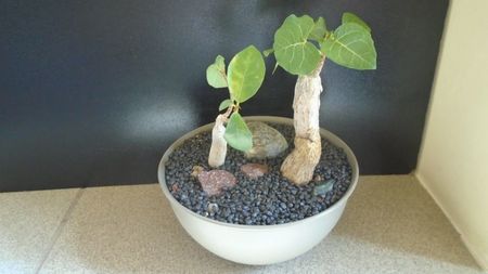 Ficus abutilifolia & Ficus burkei; replantate in iulie 2021
