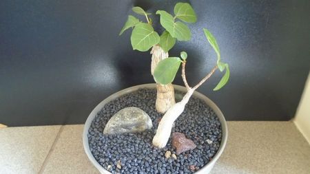 Ficus abutilifolia & Ficus burkei; replantate in iulie 2021
