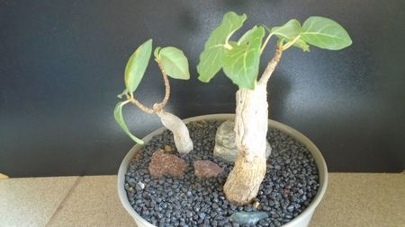 Ficus abutilifolia & Ficus burkei; replantate in iulie 2021
