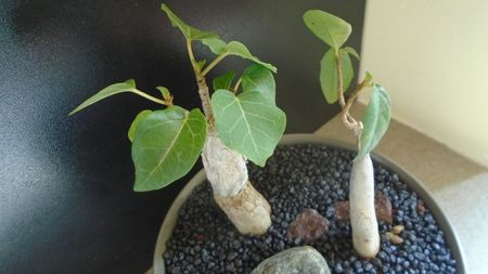 Ficus abutilifolia & Ficus burkei; replantate in iulie 2021
