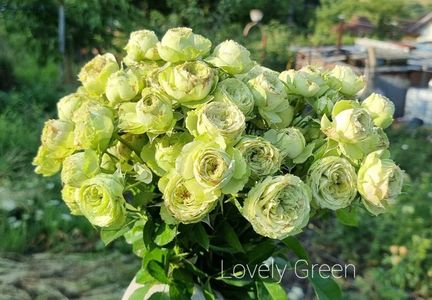 Lovely Green (Tufa); Crescut de Meilland International (Franța, 2005).
Florarii Rose.
Subtonuri albe, verzi. Niciun / niciun parfum. 60-70 de petale. Diametru mediu 2,25 &quot;. Foarte plin (41  petale), în grupuri mici, 
