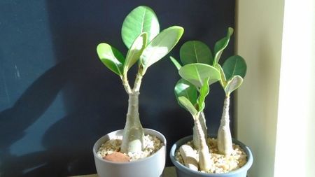 Adenium dhofarense, Oman si Yemen