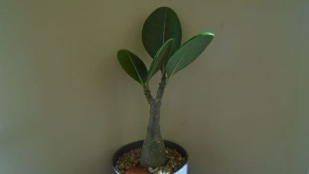 Adenium dhofarense, Oman si Yemen