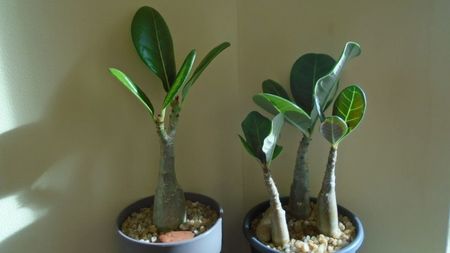 Adenium dhofarense, Oman si Yemen