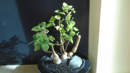 Plectranthus ernstii