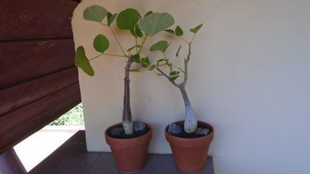 Erythrina lysistemon, Angola, Swaziland, Tanzania & Erythrina melanacantha, Ethiopia, Kenya, Somalia