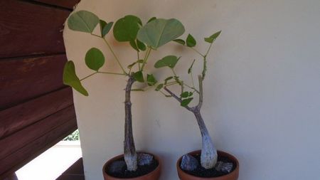 Erythrina lysistemon, Angola, Swaziland, Tanzania & Erythrina melanacantha, Ethiopia, Kenya, Somalia