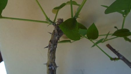 Erythrina lysistemon, Angola, Swaziland, Tanzania & Erythrina melanacantha, Ethiopia, Kenya, Somalia