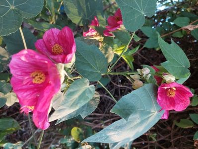 Abutilon cu flori 50 lei