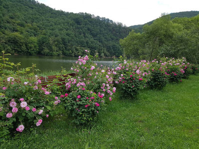 Kazanlak (Damasc); EXCELENT-.
Rosa Damascena Trigintipetala
Parfum puternic de trandafir vechi. 30 de petale.
Trandafirul cu cea mai mare concentratie de Ulei Esential..baza celor mai scumpe parfumuri.
Inflorire unica a
