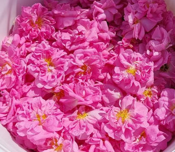 Kazanlak (Damasc); EXCELENT-.
Rosa Damascena Trigintipetala
Parfum puternic de trandafir vechi. 30 de petale.
Trandafirul cu cea mai mare concentratie de Ulei Esential..baza celor mai scumpe parfumuri.
Inflorire unica a
