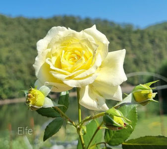 Elfe (urcator); Producator Hans Jürgen Evers  (Germania).
Galben deschis până la crem. Parfum mediu, fructat.Înflorește în valuri pe tot parcursul sezonului.
Înălțime (până la 300 cm).
