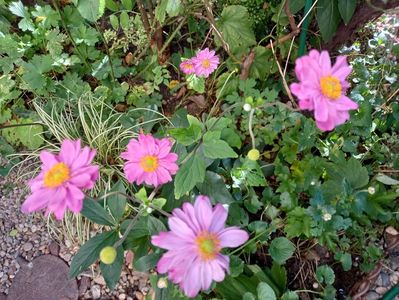 Anemone "Pamina"