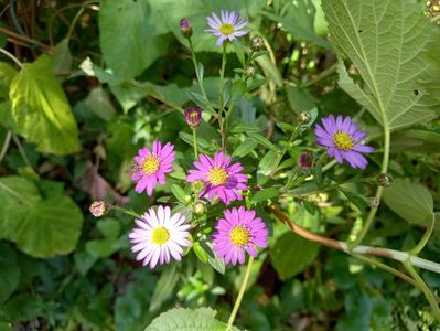 Aster ageratoides Ezo Murasaki