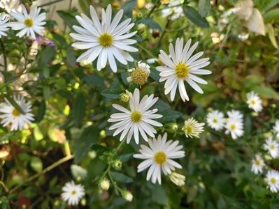 Aster ageratoides Ashvi