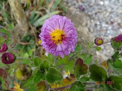 chrysanthemum Mei Kyo