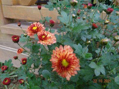 chrysanthemum Herbst Brokat