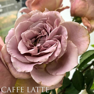 Caffe Latte (Tufa); Floare mare, parfumat. Inflorire repetata tot sezonul.
Inaltime 120-150 cm. Ideal ptr flori taiate, buchete.
