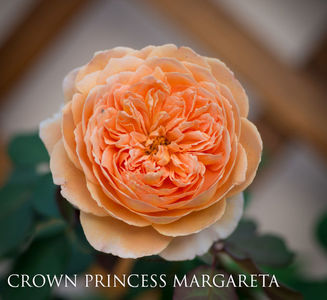 Crown Princess Margareta (urcator)