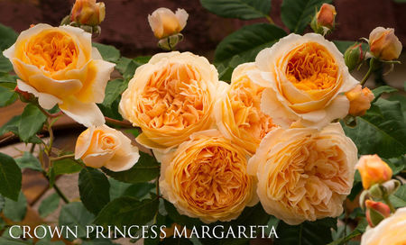 Crown Princess Margareta (urcator); Parfum puternic fructat. Inflorire puternica, repetata tot sezonul.
Inaltime mare..3-4m
