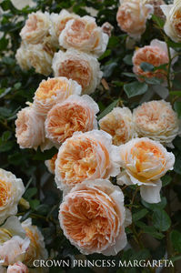 Crown Princess Margareta 3