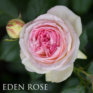 Eden rose 1