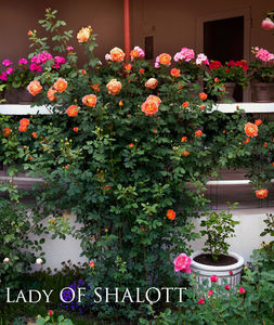 Lady of shalot 2