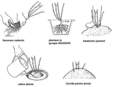 plantare_trandafiri