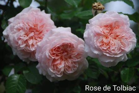 Rose de Tolbiac (Urcator)