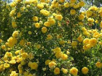 Persian Yellow (Urcator)