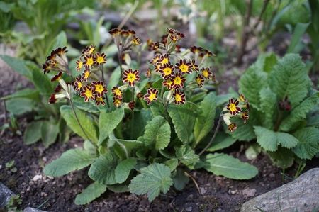 Primula elatior Gold Lace