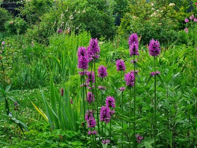 Agastache Belicious Purple bijoux