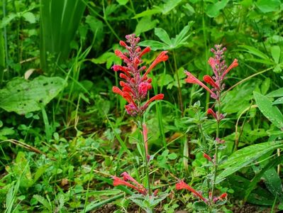 Agastache Kudos Coral  - plantshop 2022-  rond Cetatuie