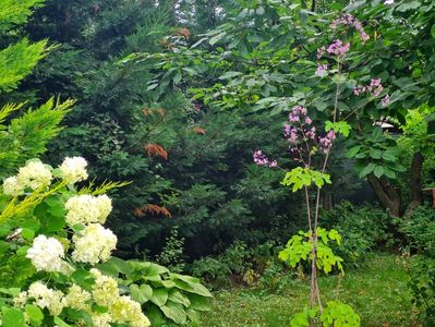 Thalictrum-rochebrunianum bijoux