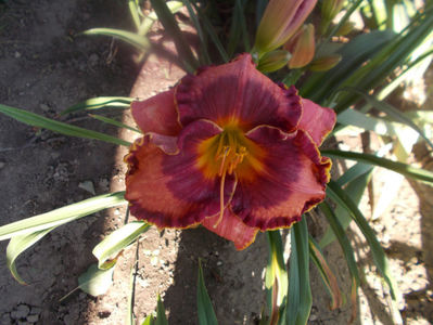 T-z-r1,4-ledgewoods  pansy eye-18