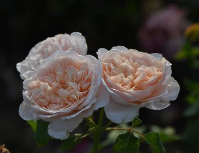 Rose de Tolbiac (urcator)