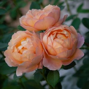 Lady of Shalott (tufa) 40; Parfum puternic. Inflorire repetata tot sezonul.
Inaltime 120-150 cm.
