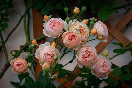 Crown Princess Margareta (urcator)