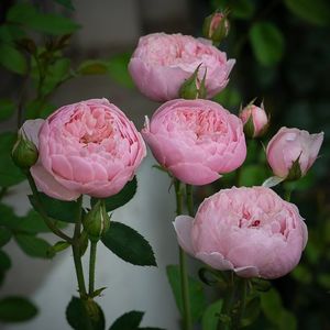 The Alnwich Rose (tufa) 60; Parfum mediu.
Inflorire repetata tot sezonul.
Inaltime 110-120 cm.
