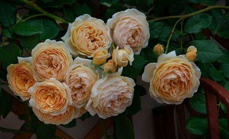 Crown Princess Margareta (urcator)