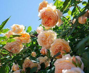 Crown Princess Margareta (urcator); Parfum puternic fructat. Inflorire puternica, repetata tot sezonul.
Inaltime mare..3-4m
