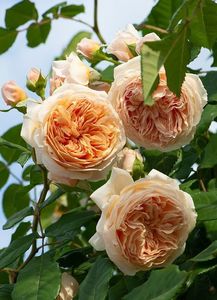 Crown Princess Margareta (urcator) 50; Parfum puternic fructat. Inflorire puternica, repetata tot sezonul.
Inaltime mare..3-4m
