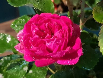 Rose de Rescht (Damasc de dulceata)